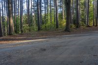 a black skateboard on a narrow, dirt road with trees in the background in a forest