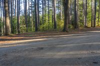 a black skateboard on a narrow, dirt road with trees in the background in a forest