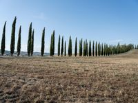 Tuscan Landscape: A Dirt Road in Nature