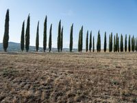 Tuscan Landscape: A Dirt Road in Nature