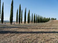 Tuscan Landscape: A Dirt Road in Nature