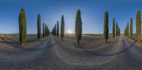 a row of trees in the middle of a dirt road in tuscans, italy