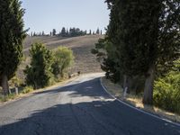 Tuscan Landscape: A Tree-Lined Road in the Heart of Italy