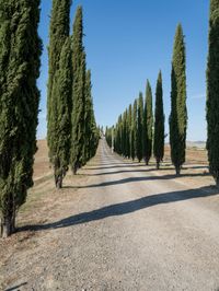 a long stretch of country lane lined with cypress trees on either side of a dirt road