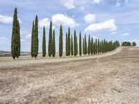 row of tall cypress trees line an empty, dry field near the village of piens, tuscany