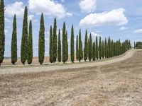 row of tall cypress trees line an empty, dry field near the village of piens, tuscany