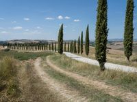 a country road with trees lining the sides, with fields and rolling hills in the background