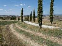 a country road with trees lining the sides, with fields and rolling hills in the background