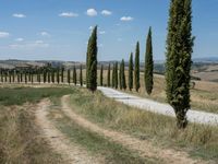 a country road with trees lining the sides, with fields and rolling hills in the background