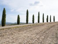 a group of trees standing next to a dirt road next to a large open field