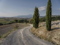 a country road in italy with cypress trees in the distance and mountains in the background