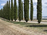 Tuscany Forest Road in Green Landscape Nature 001