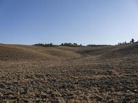 a horse standing in a field under a blue sky on a farm land with no animals