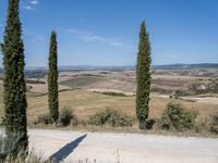 three tall trees are next to a country road in an open area with rolling hills