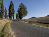 Tuscany, Italy: A Garden of Cypress Trees