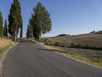 Tuscany, Italy: A Garden of Cypress Trees