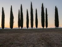 a line of trees near a field at sunset with mountains in the background in italy