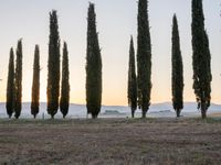 a line of trees near a field at sunset with mountains in the background in italy