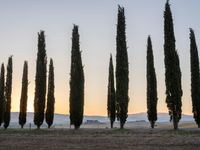 a line of trees near a field at sunset with mountains in the background in italy