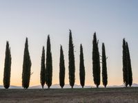 a line of trees near a field at sunset with mountains in the background in italy