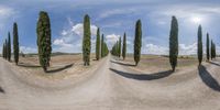 a group of tall trees on a desert road surrounded by hills and fields are seen in this fisheye lens