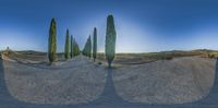 a panoramic view of some trees on a dirt road in the desert below a blue sky