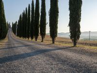 the country road in front of several trees is an idyllic way to a wine cellar