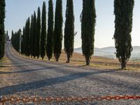 the country road in front of several trees is an idyllic way to a wine cellar