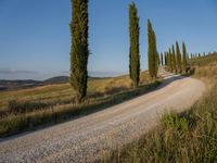 a gravel road with trees on either side and grass below it leading up the hill