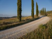 a gravel road with trees on either side and grass below it leading up the hill