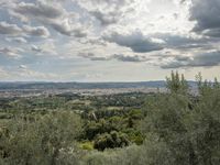 green bushes and trees on top of a hillside with a view over town below them