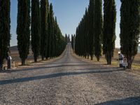 a long road leading through a grove of cypress trees in the countryside of tuscany, italy