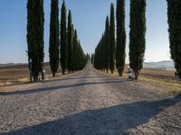 a long road leading through a grove of cypress trees in the countryside of tuscany, italy