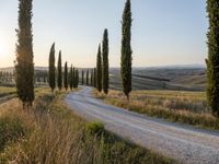 several trees line a narrow road, leading the countryside to tuscany, italy - - - with hills in the background