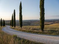 several trees line a narrow road, leading the countryside to tuscany, italy - - - with hills in the background