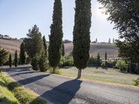 a road and a row of tall trees in the country side of tuscany, italy