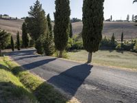 a road and a row of tall trees in the country side of tuscany, italy