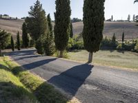 a road and a row of tall trees in the country side of tuscany, italy