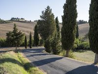 a road and a row of tall trees in the country side of tuscany, italy