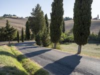 a road and a row of tall trees in the country side of tuscany, italy