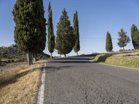 a group of trees line the road in front of a row of cypress tree trunks