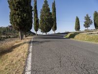 a group of trees line the road in front of a row of cypress tree trunks