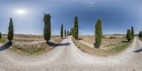 the three sides of a 360 - view photo are arranged to resemble a road with cypress trees