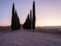 long and narrow road with trees in the distance on a hill side at sunset and mountains