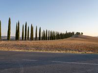 a man walking down the road with an umbrella above his head in the distance is a row of poplar trees