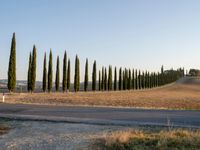 a man walking down the road with an umbrella above his head in the distance is a row of poplar trees