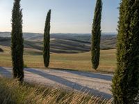 some green trees are near a dirt road and rolling hills under a blue sky in the distance