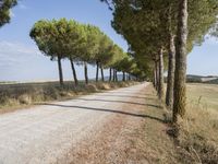 Tuscany Italy Rural Lane Natural Landscape 001