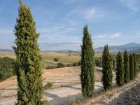 the rolling hills with trees on both sides of the road are shown in an image with a clear blue sky