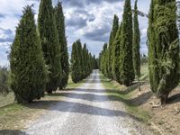 a dirt road lined with trees next to a line of grass topped hills and tall cypress trees